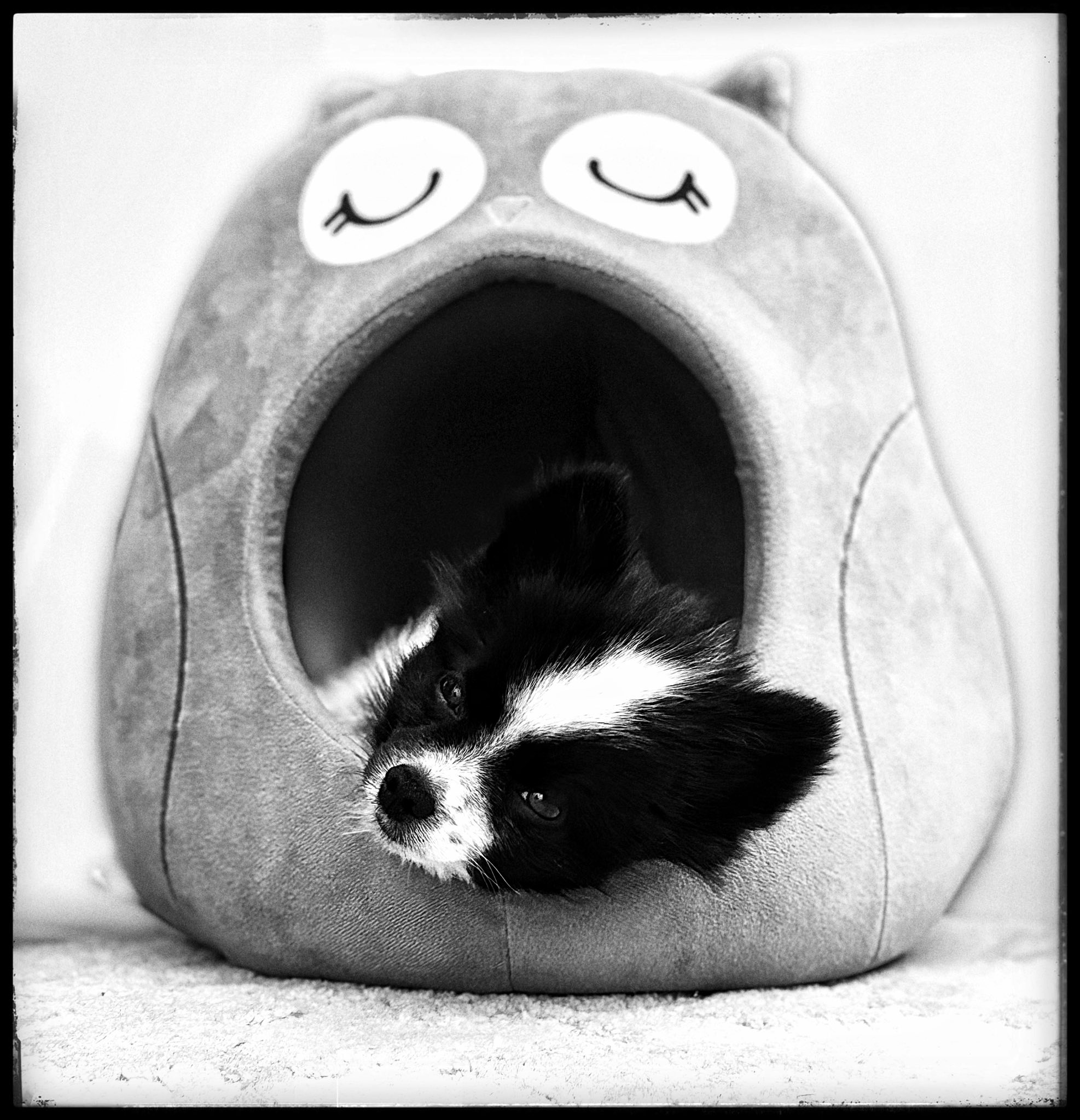 Pet Portraits - Flower